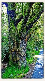 Trees growing in forest