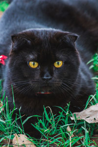 Portrait of black cat