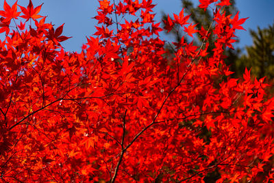 Low angle view of red maple leaves on tree