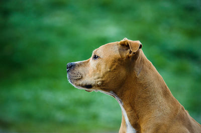 Close-up of brown dog looking away