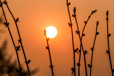 Low angle view of silhouette plants against orange sky