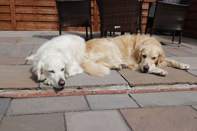 Portrait of white dog sleeping on footpath