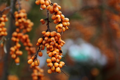 Close-up of fruits on tree