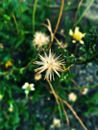Close-up of dandelion growing outdoors
