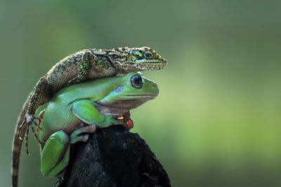Close-up of lizard on frog