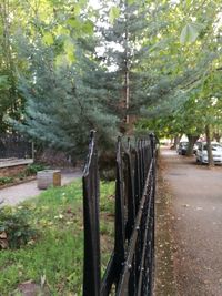 Close-up view of trees