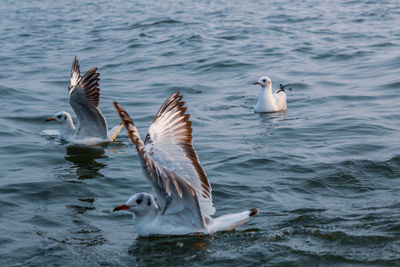 View of seagulls in sea