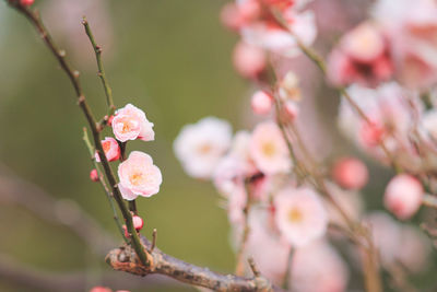 Close-up of pink cherry blossoms in spring