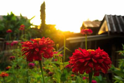 Close-up of red flowering plants on field against sky