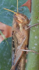 Close-up of cropped object