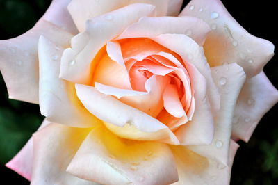 Close-up of rose blooming outdoors