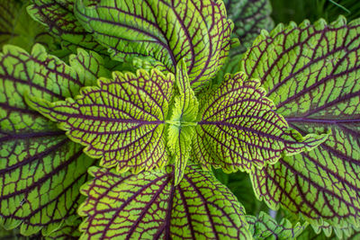Close-up of green leaves