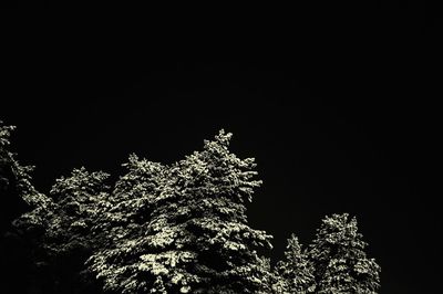 Low angle view of trees against sky