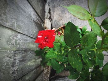 Close-up of red rose blooming outdoors