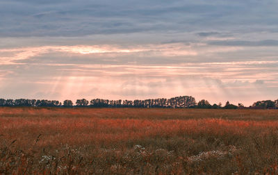 Scenic view of field against sky during sunset