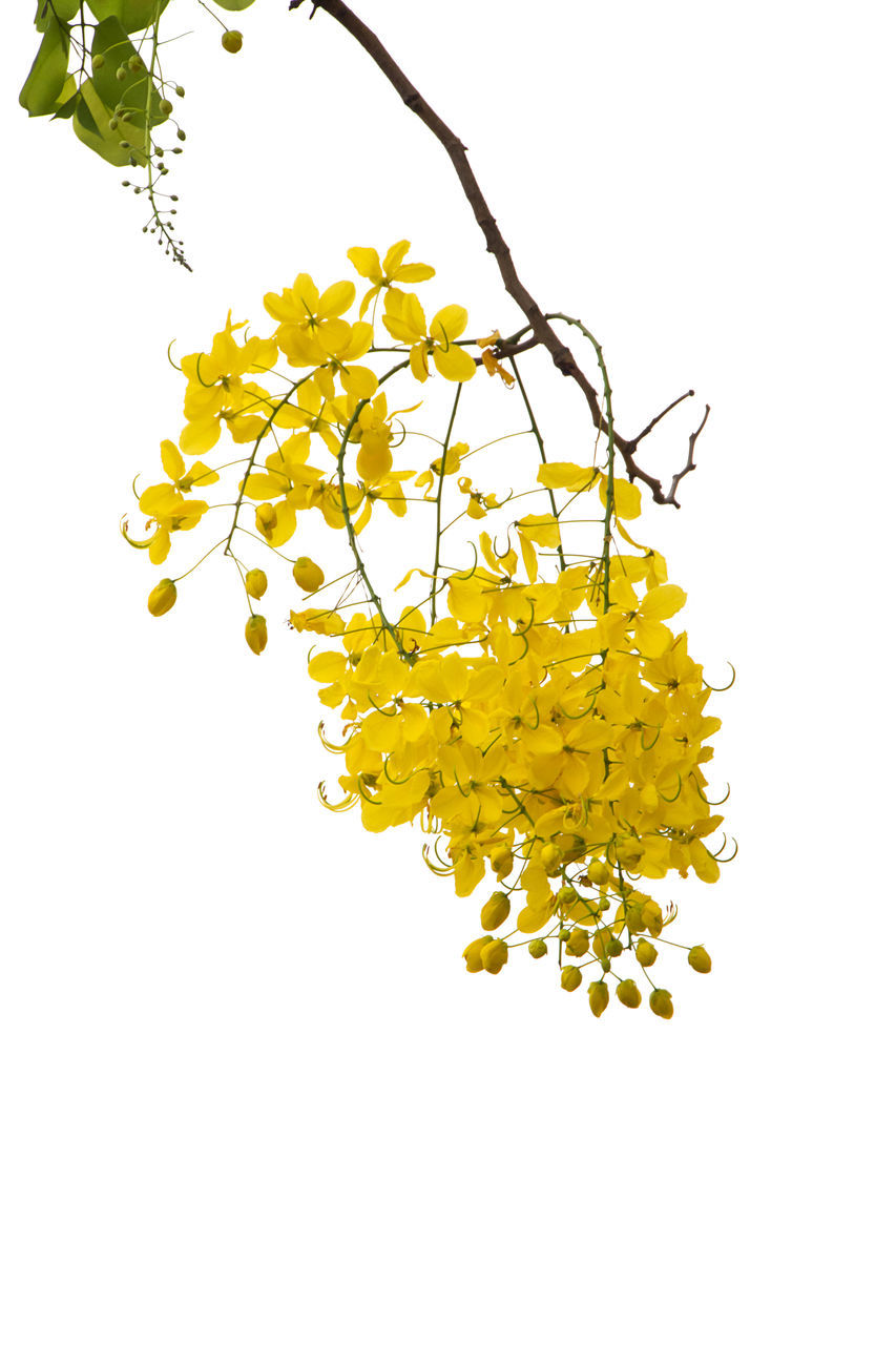 CLOSE-UP OF YELLOW FLOWER AGAINST WHITE BACKGROUND