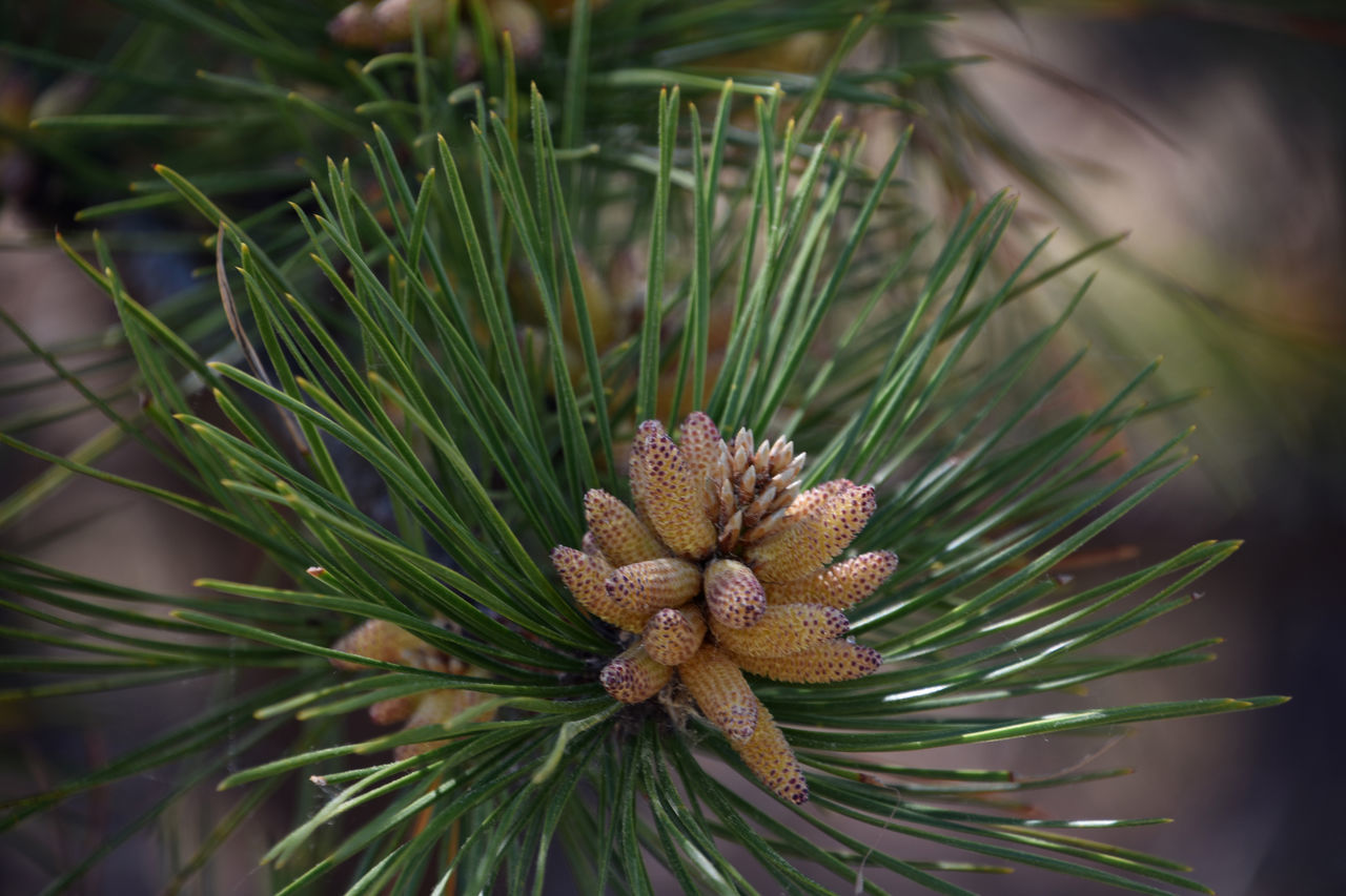 tree, plant, coniferous tree, pinaceae, pine tree, nature, branch, beauty in nature, spruce, close-up, pine, macro photography, green, no people, fir, flower, needle - plant part, growth, focus on foreground, outdoors, leaf, plant part, pine cone, environment, land, day, twig, forest, food and drink