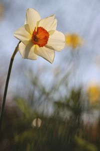 Close-up of yellow flower against blurred background