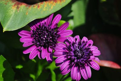 Close-up of purple flower blooming outdoors