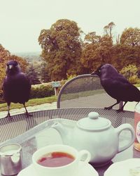 Close-up of bird on table