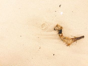 High angle view of dead animal on sand at beach