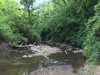 River flowing amidst trees in forest