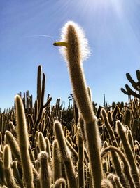 Low angle view of succulent plant on field against clear sky