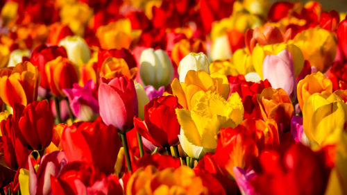 Full frame shot of red flowers