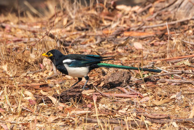 Yellow-billed magpieperching on a field