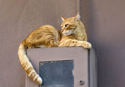 Cat sitting on wood against wall