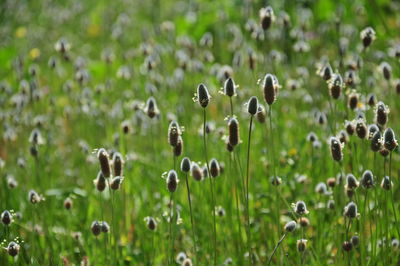 Close-up of plants growing on field