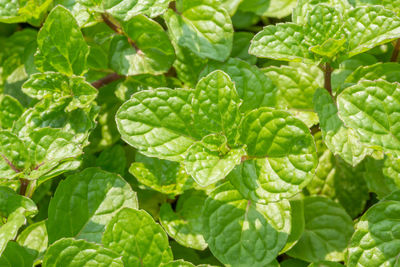 Full frame shot of green leaves