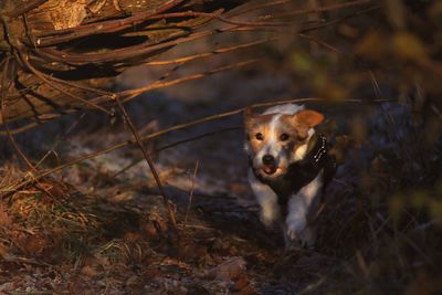 Portrait of dog on field