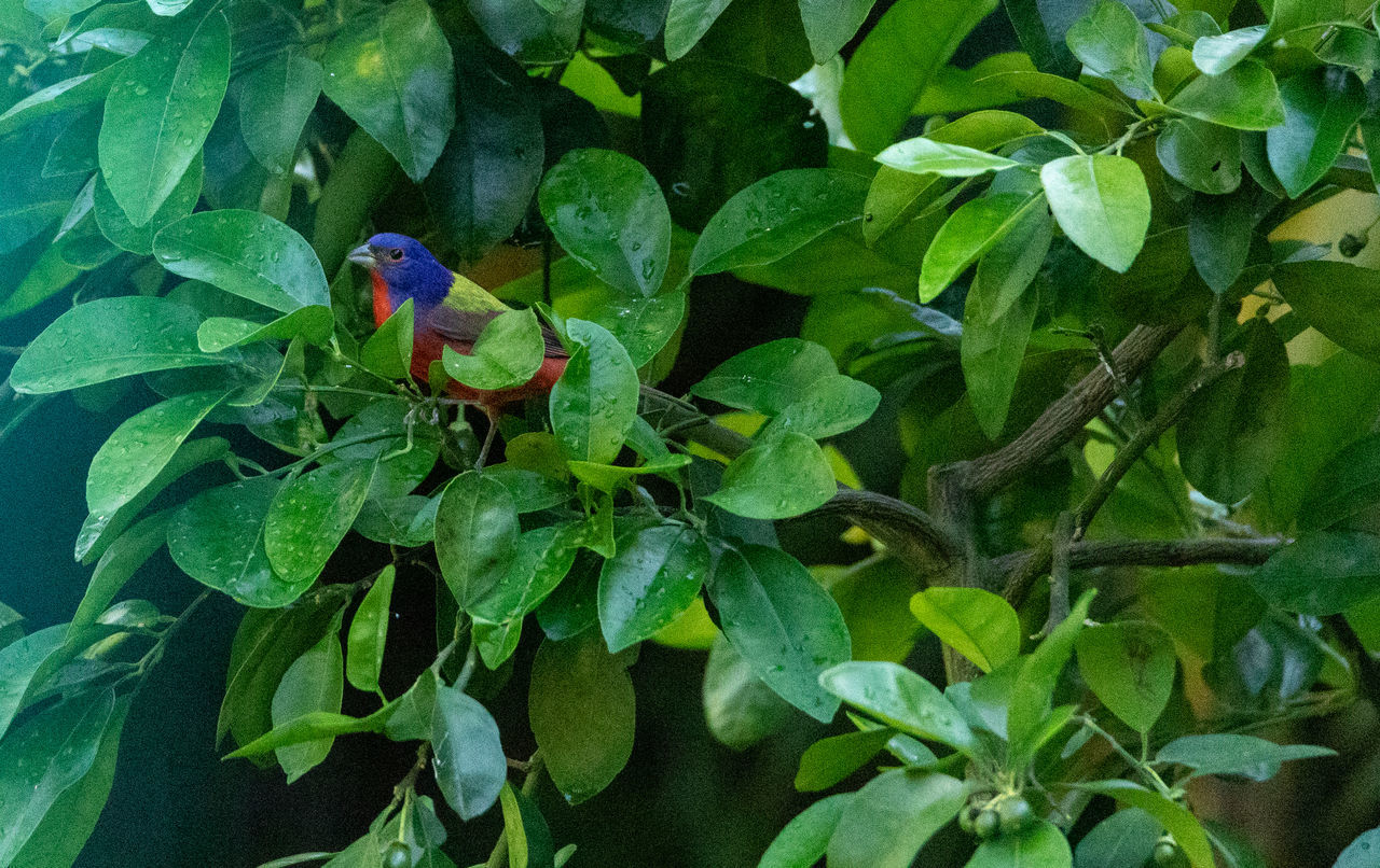 BIRD PERCHING ON A PLANT