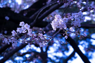 Close-up of cherry blossoms in spring