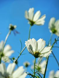 Close-up of white flowering plants against blue sky