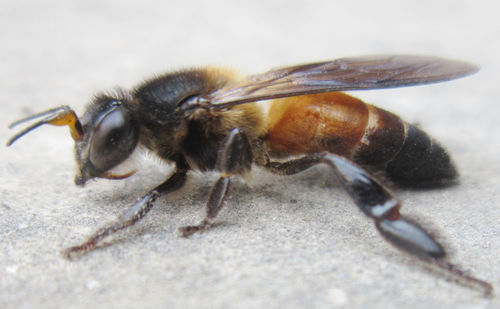 Close-up of insect