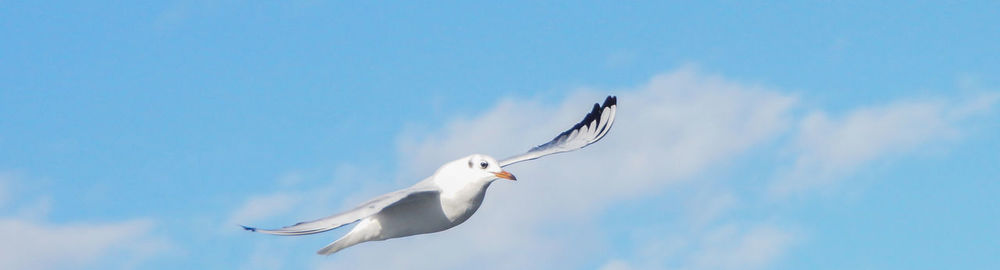 Low angle view of seagulls flying in sky