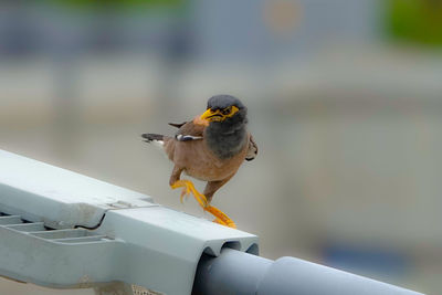 Close-up of bird perching on railing