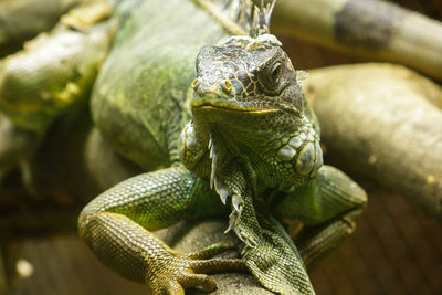 Close-up of lizard