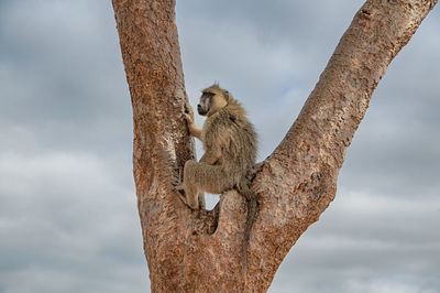 Low angle view of lizard on tree against sky