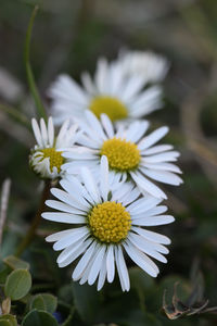 Close-up of white daisy flowers