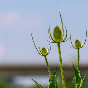 Close-up of plant against clear sky