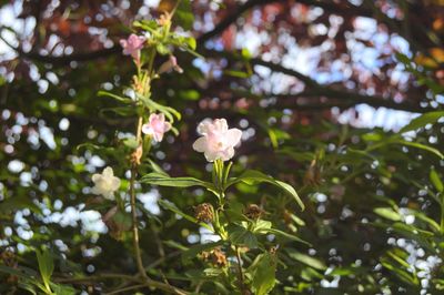Close-up of flowers blooming on tree