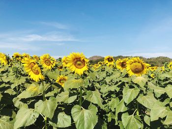 Close-up of yellow flowering plant on field against sky