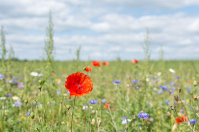 Close-up of poppy blooming in field