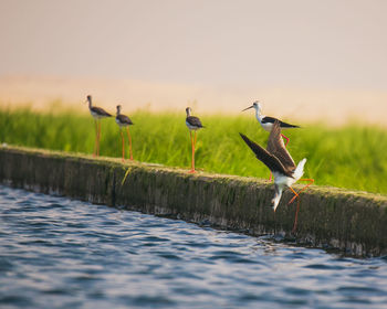 Birds flying over lake
