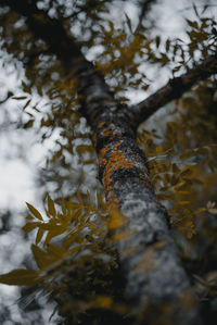 Low angle view of lichen growing on tree