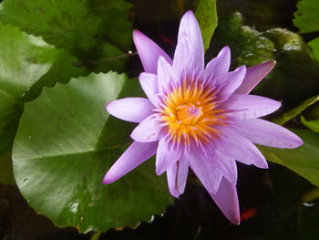 Close-up of purple water lily