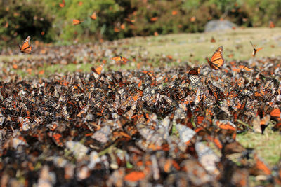 Close-up of ants on field